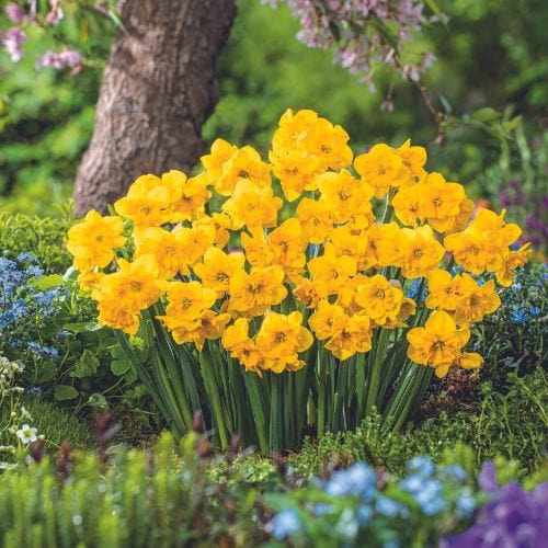 How to Display Daffodils
