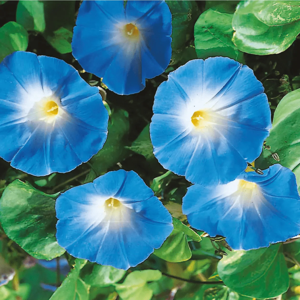 Blue Flowering Plants 