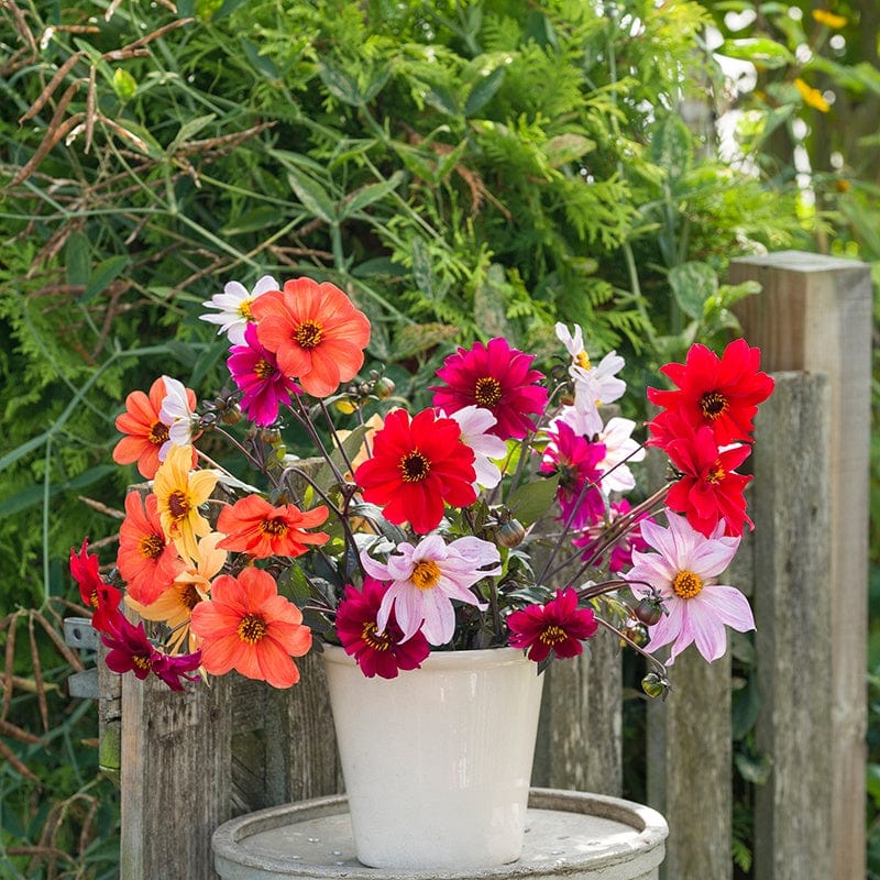 Dahlia Seeds – Johnsons