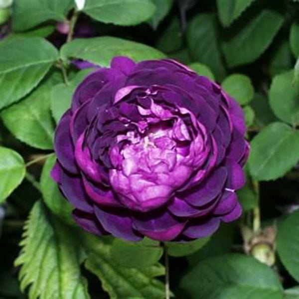 1 Bare Root Plant Rose Cardinal De Richelieu (Shrub) Bare Root Plants