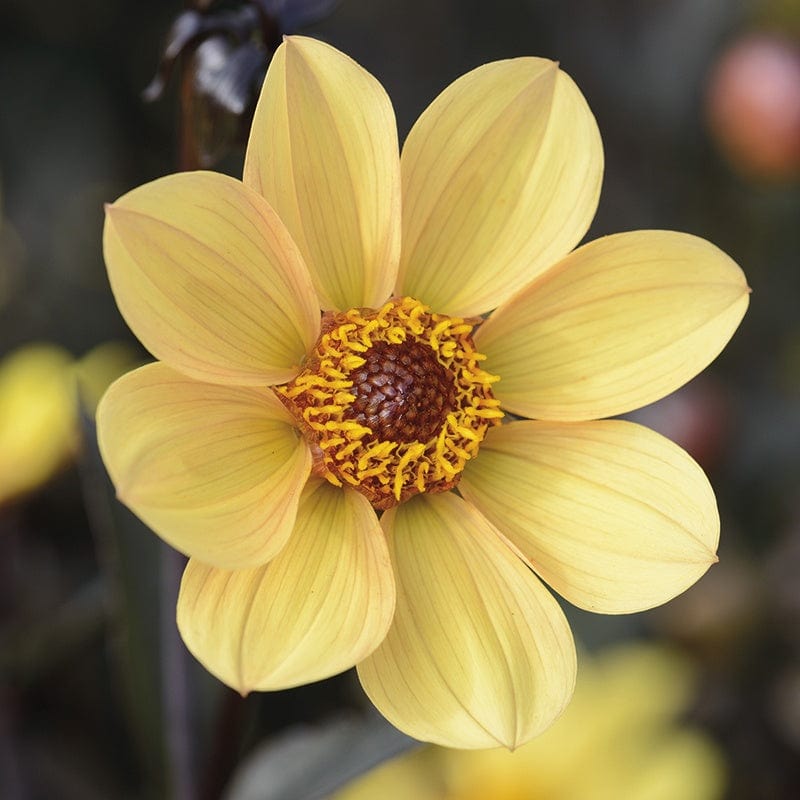 1 tuber Dahlia Happy Single Party