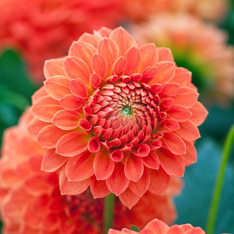 1 Tuber Dahlia Safe Shot