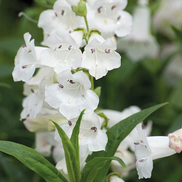 1 x 2L potted plant Penstemon Snowstorm