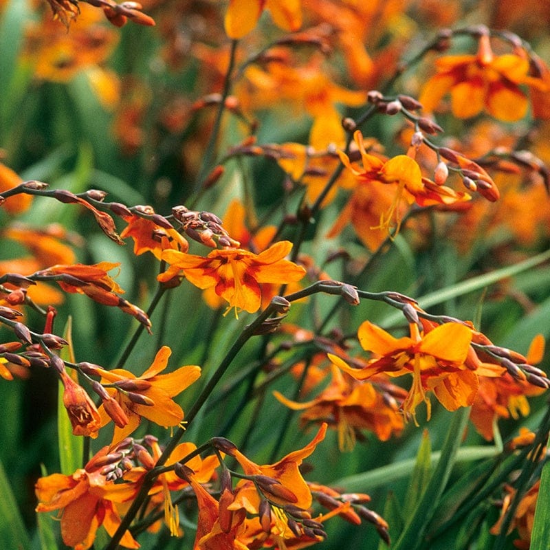 Crocosmia Emily Mckenzie Flower Plants From Woolmans. – Johnsons