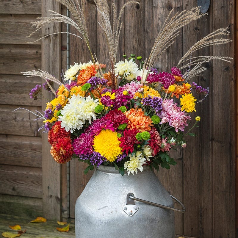 10 young plants, One of each variety Woolmans Chrysanthemum Cut Flower Bloom and Spray Young Plants Collection