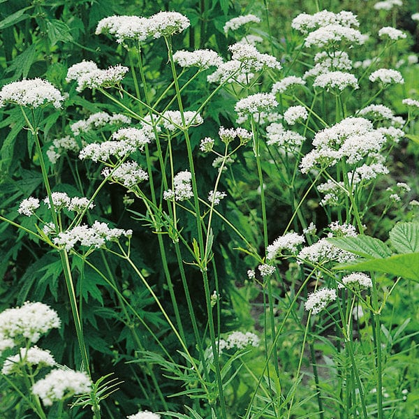 10 Young Plants Valerian Wildflower Plants
