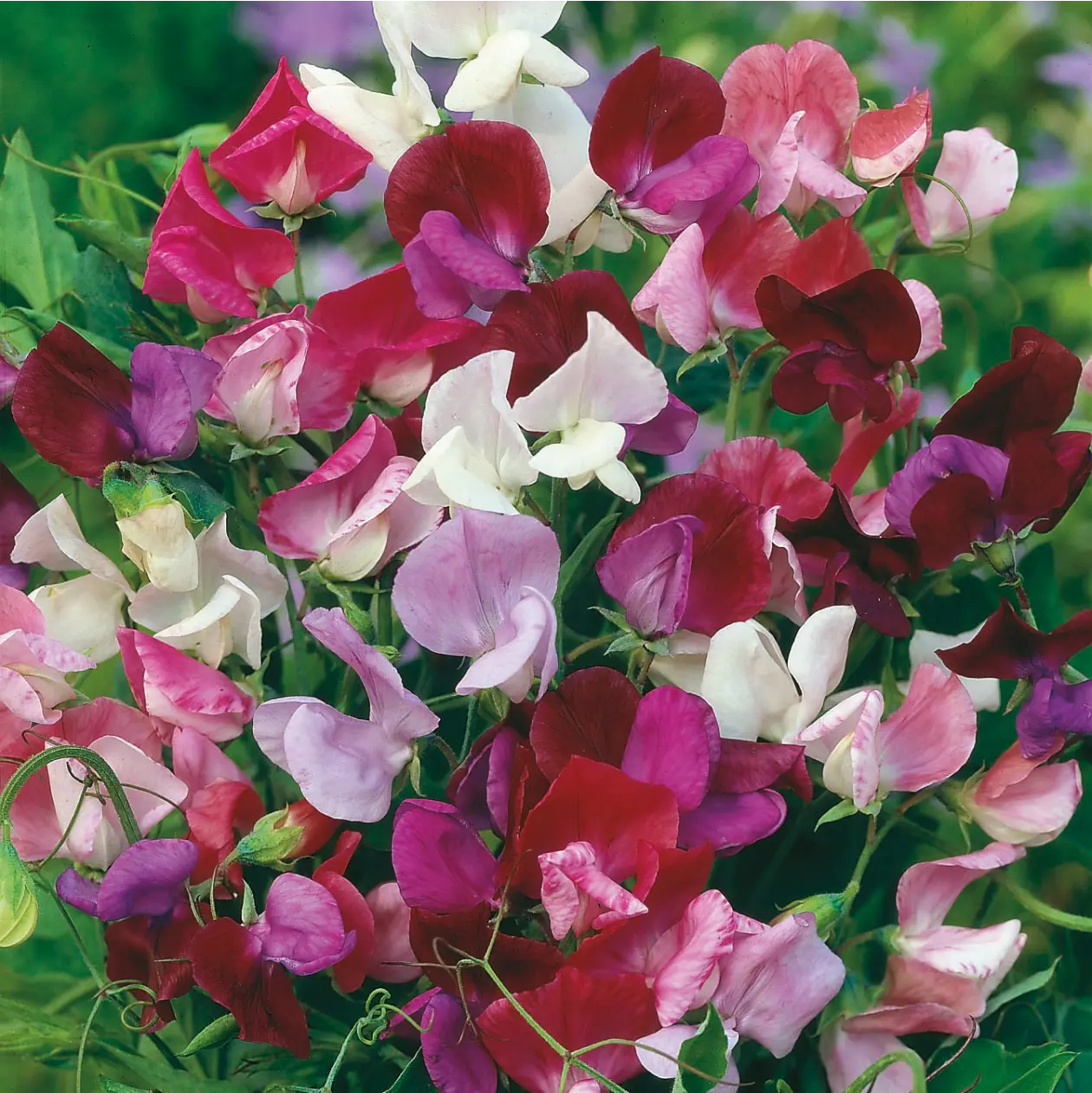 Sweet Pea Old Fashioned Mixed Seeds