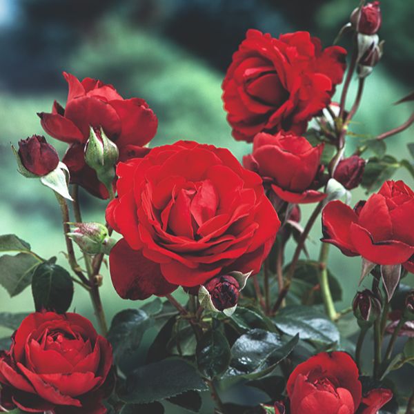 Rose Crimson Cascade (Climbing) Plants - AGM