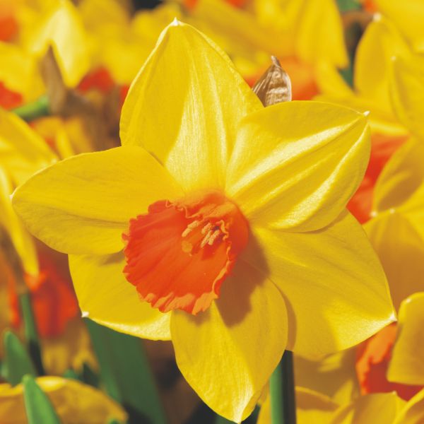Narcissus Brackenhurst Flower Bulbs