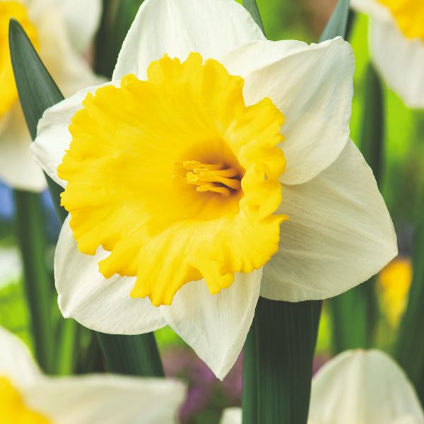 Narcissus Las Vegas Flower Bulbs