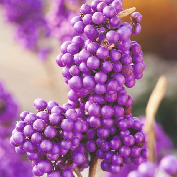 Callicarpa Bodinieri Profusion Flower Plants