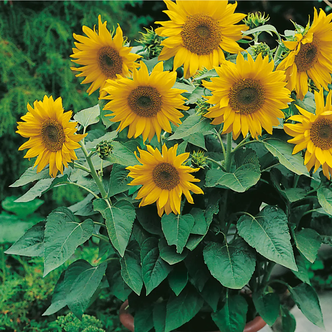 Sunflower Pacino Gold Seeds