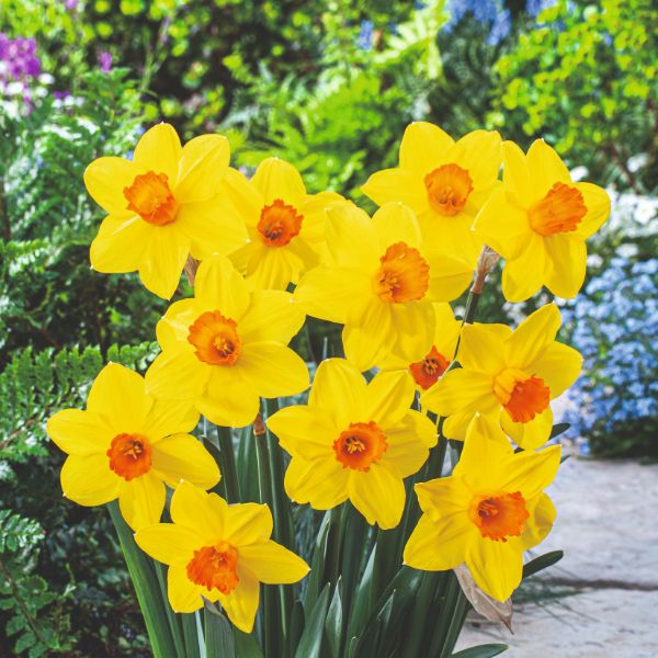 Narcissus Brackenhurst Flower Bulbs