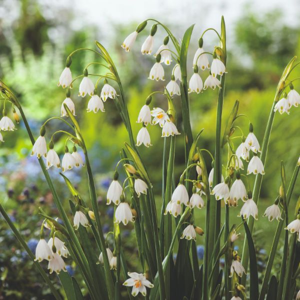 Leucojum Aestivum Gravetye Giant Flower Bulbs