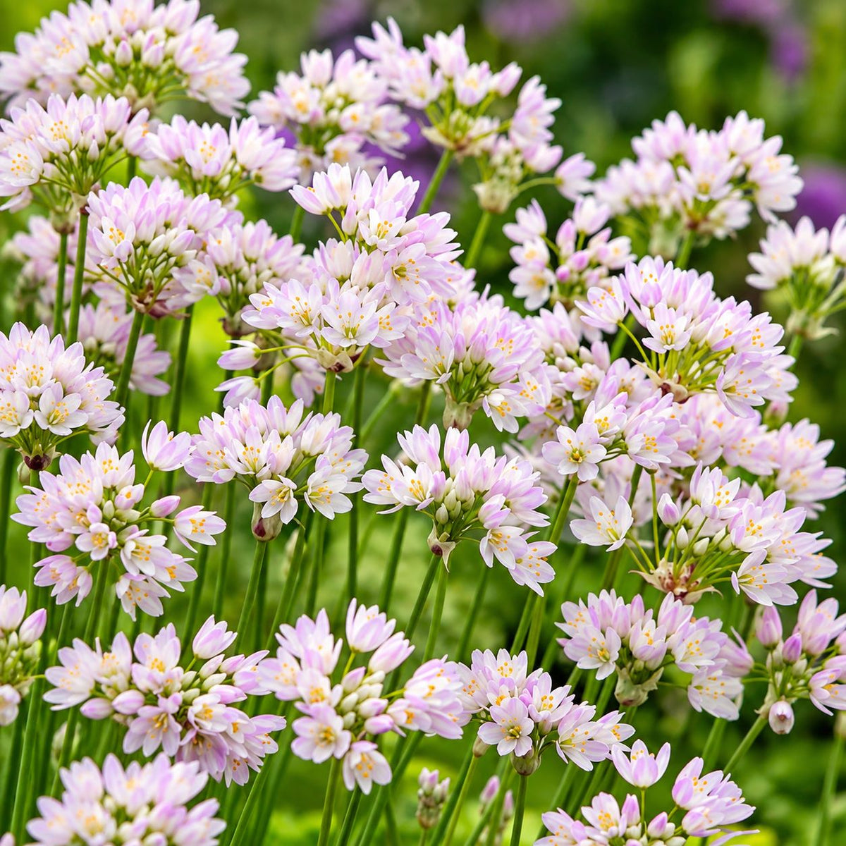 Allium Cottage Garden Mix - 50 Bulbs