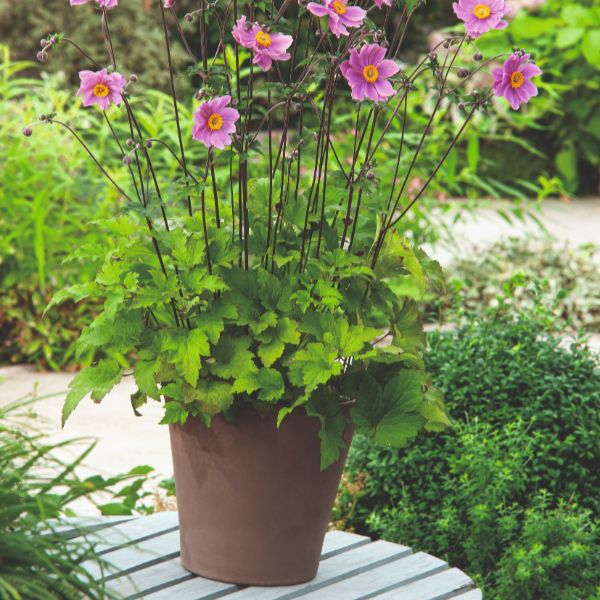 anemone potted plant Johnsons Anemone x Hybrida Serenade Flower Plant -9cm Pot