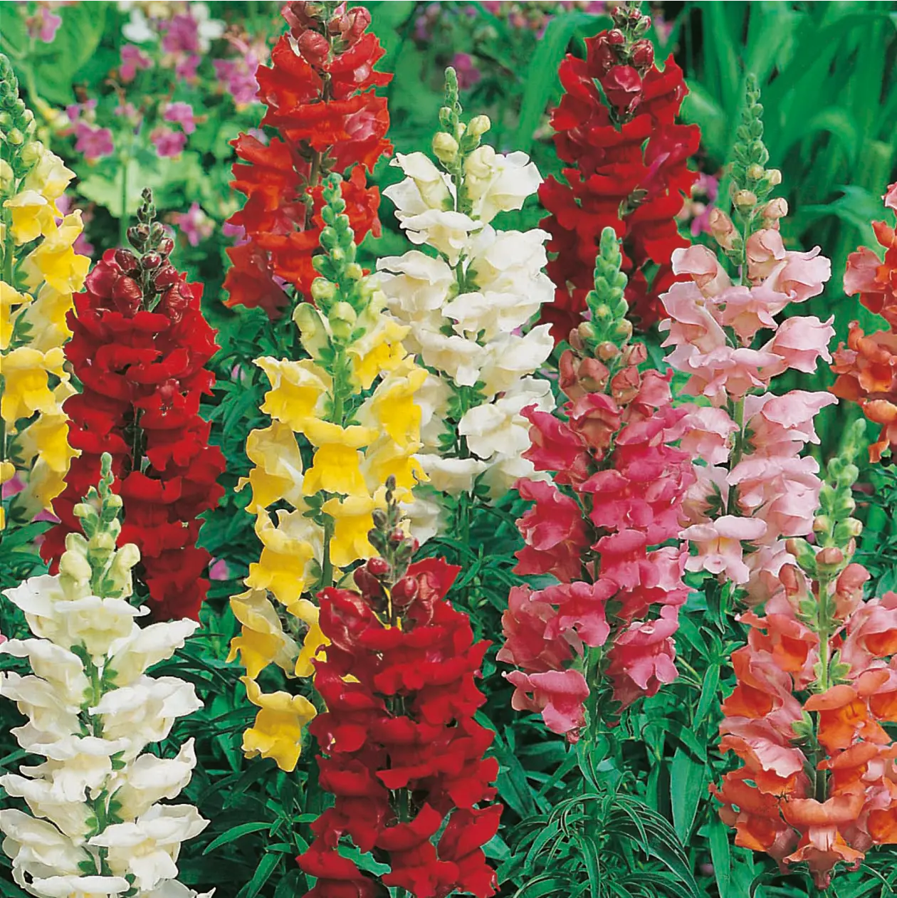 Antirrhinum Rust Resistant Mixed Seed