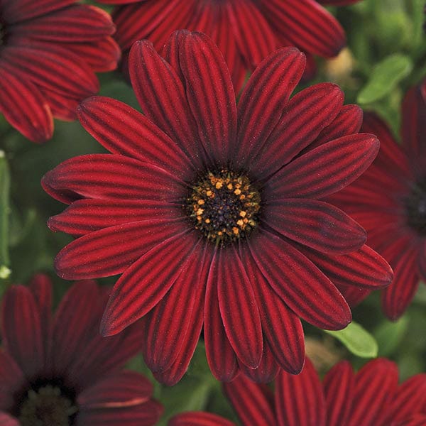 15 plants, five of each Osteospermum Serenity Collection