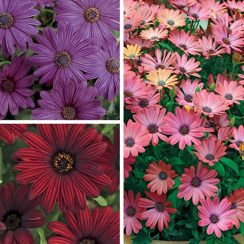 15 plants, five of each Osteospermum Serenity Collection
