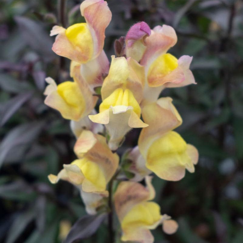 15 Young Plant Antirrhinum Snap In Black Apricote
