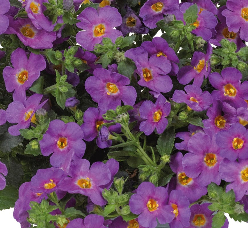 15 Young Plant Bacopa Purple Plants