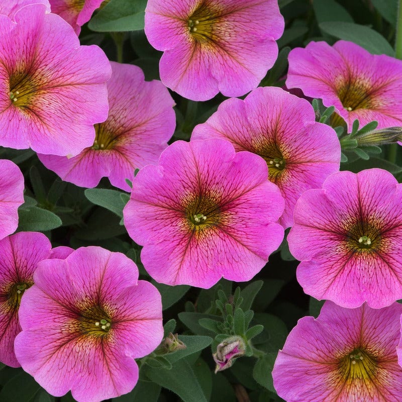 15 Young Plant Petchoa Beautical Sunray Pink