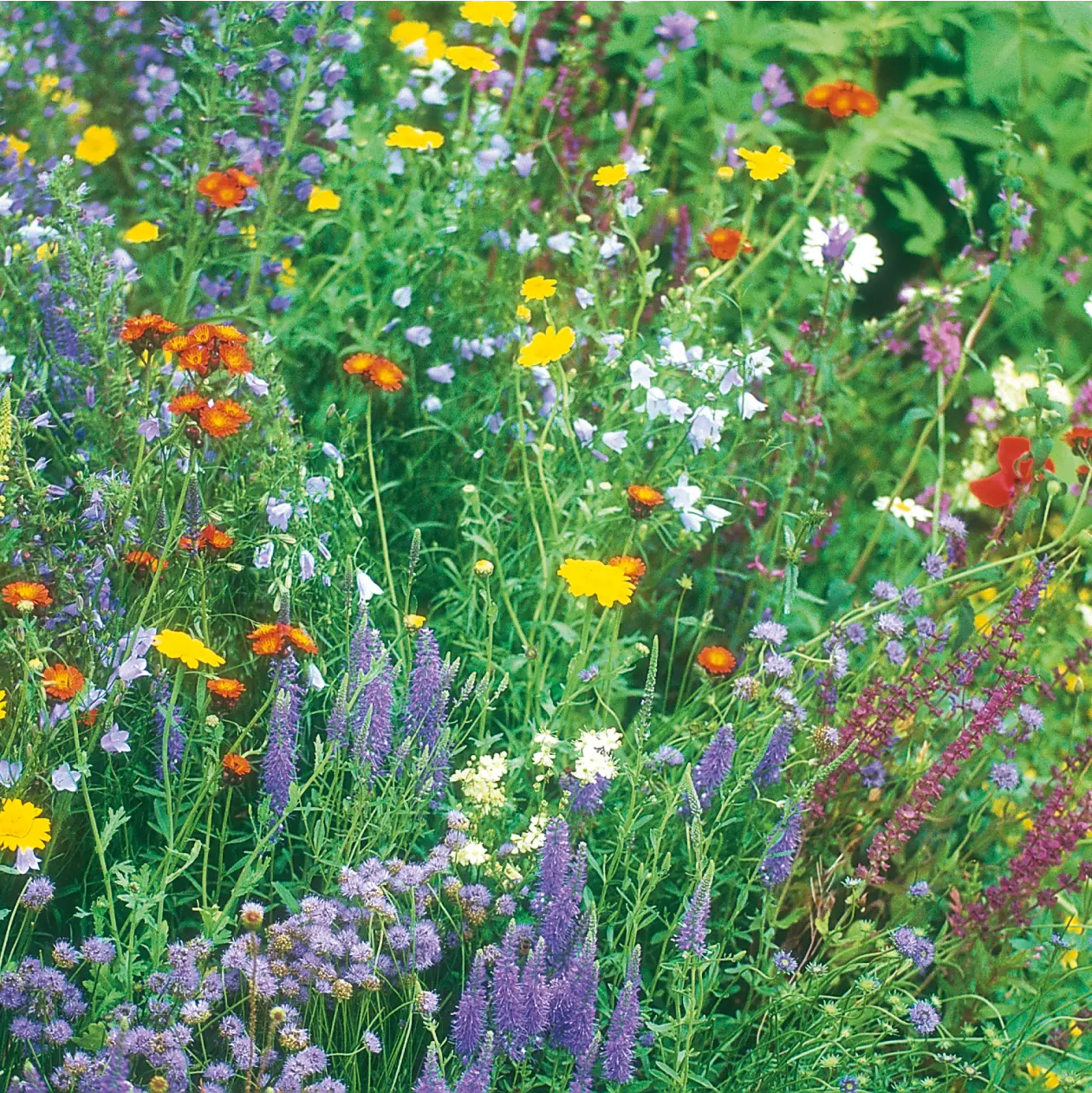 Wildflower Wildlife Mixture Seeds