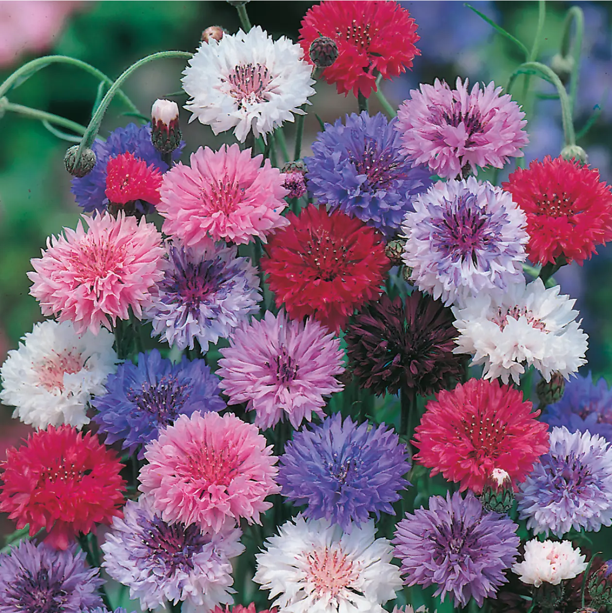 Cornflower Double Mixed Seeds