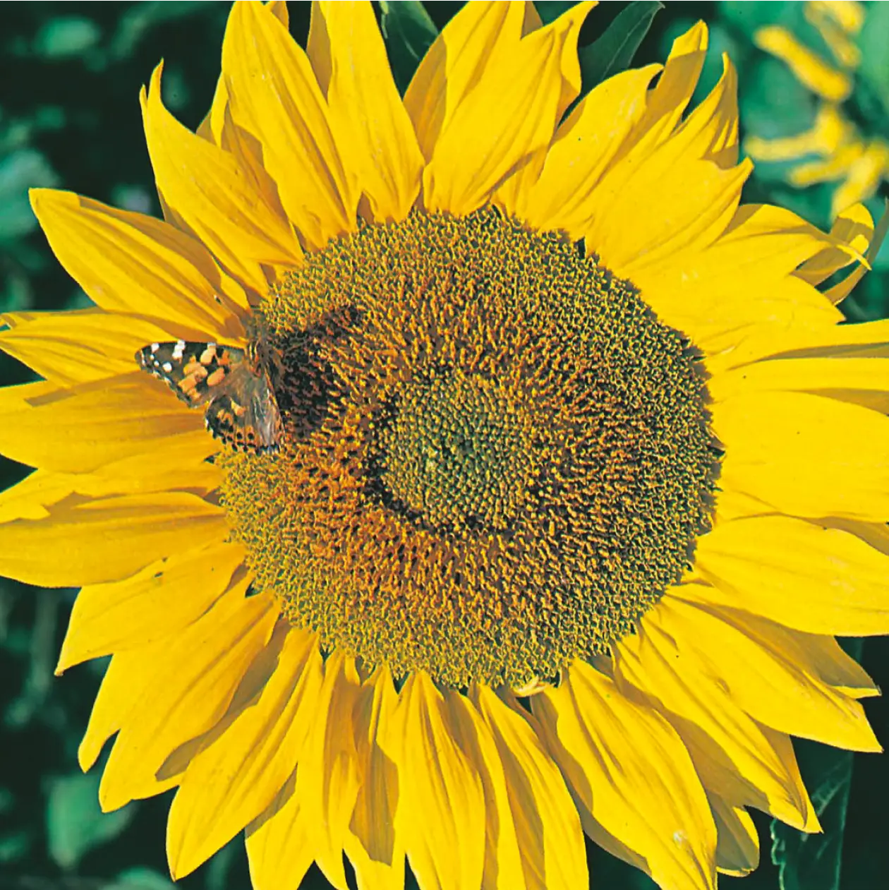 Sunflower Titan Seeds