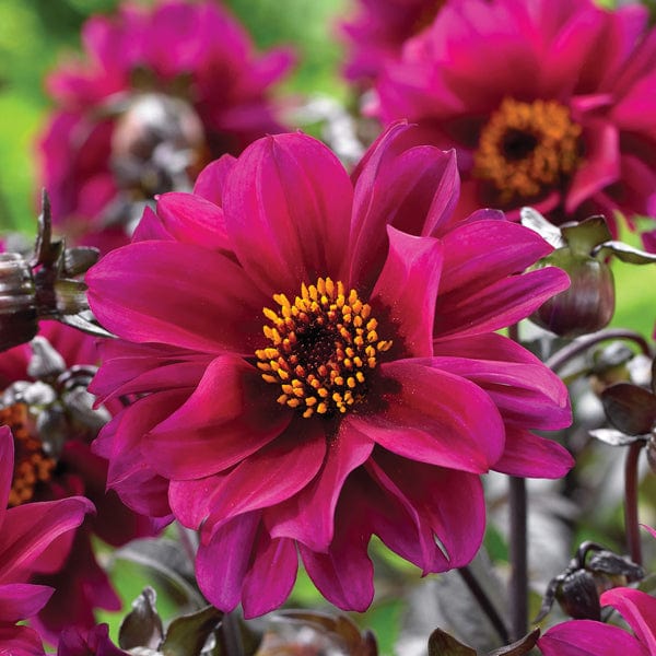 1x 3L potted plant Dahlia Bishop Of Canterbury