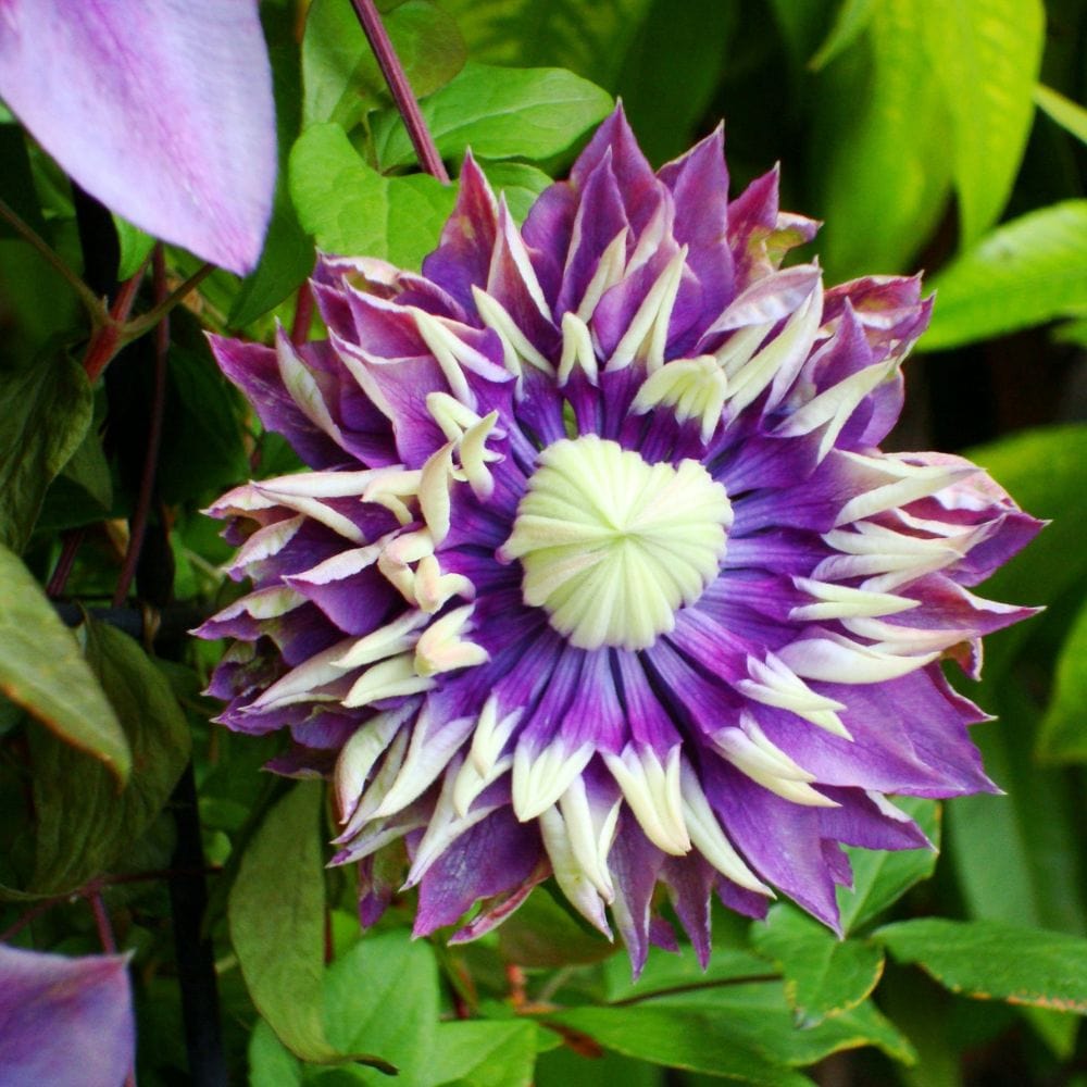 1x 9cm potted plant Clematis Taiga Flower Plant
