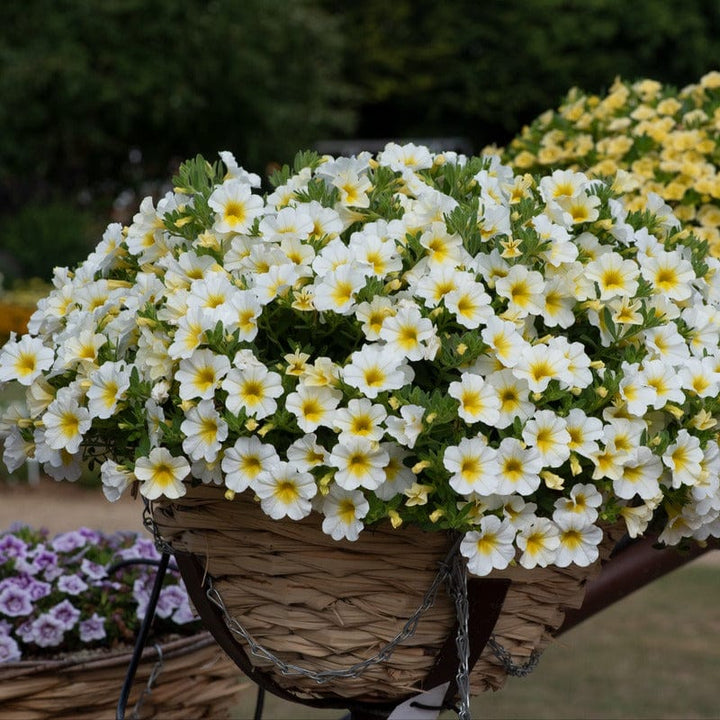 1x5 Young Plant Calibrachoa Single Collection
