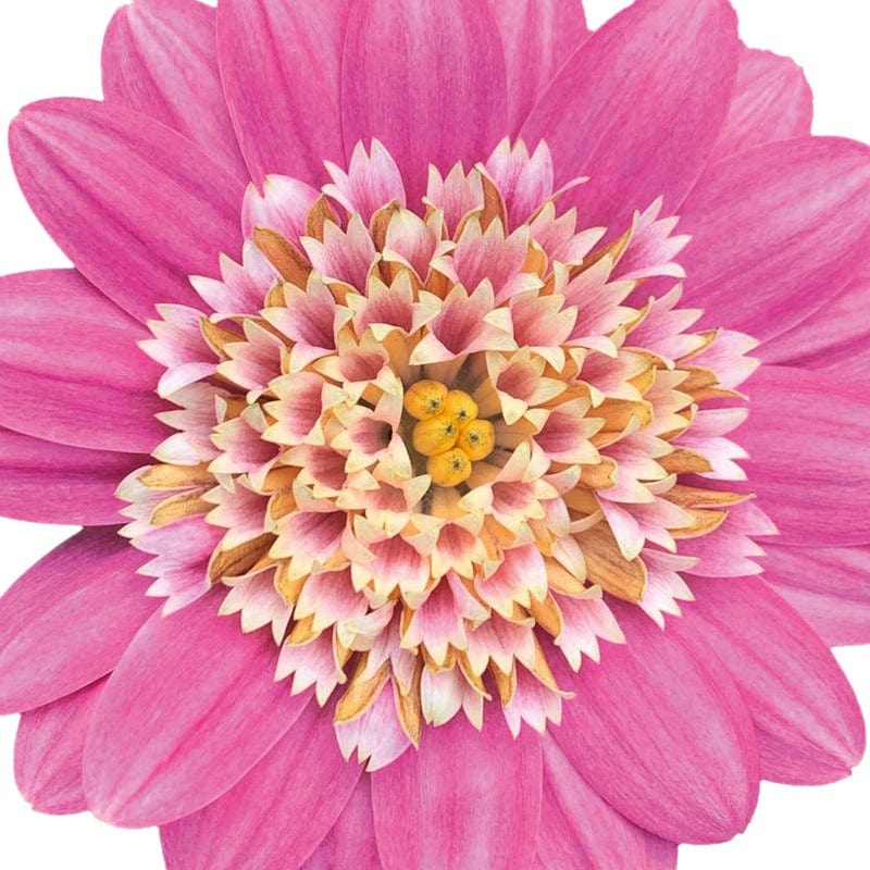 1x5 Young Plant Osteospermum 3D Collection