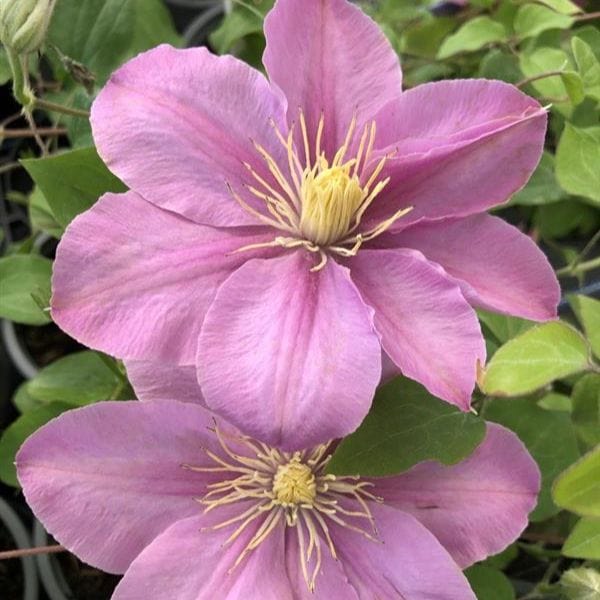 2 x 10cm Potted Plant clematis boulevard pompeii plants