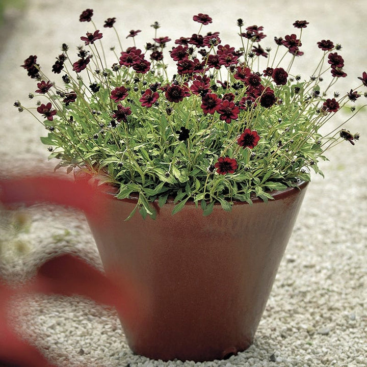 3 x 9cm potted plant Cosmos atrosanguineus Chocamocha
