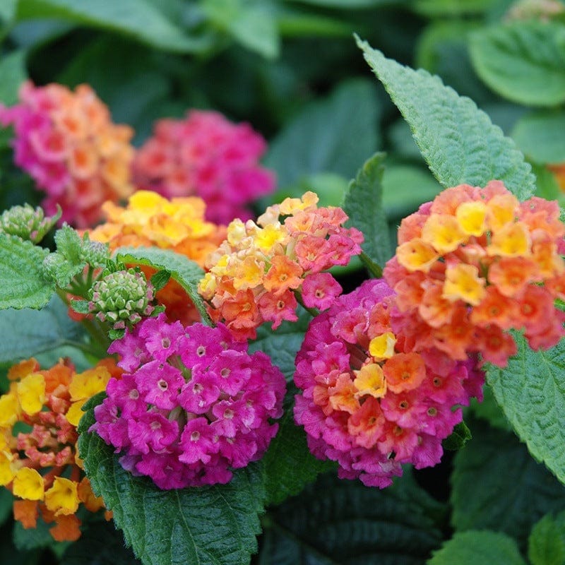 3 x 9cm potted plant Lantana Calippo Orange Magenta