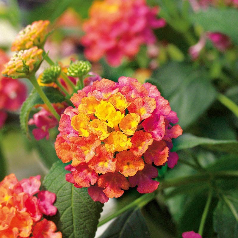 3 x 9cm potted plant Lantana Calippo Tutti Fruitti