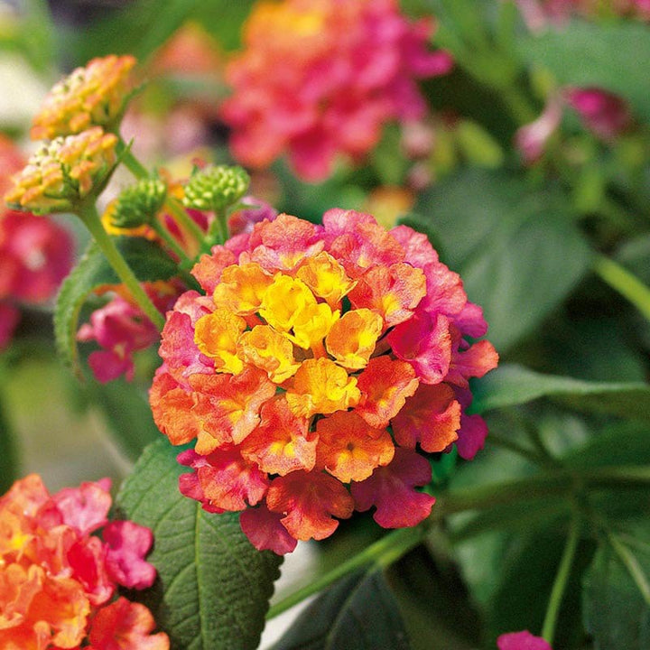 3 x 9cm potted plant Lantana Calippo Tutti Fruitti