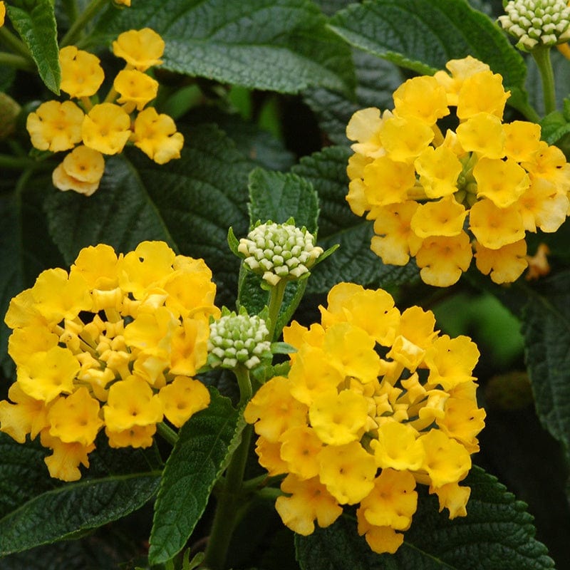 3 x 9cm potted plant Lantana Calippo Yellow