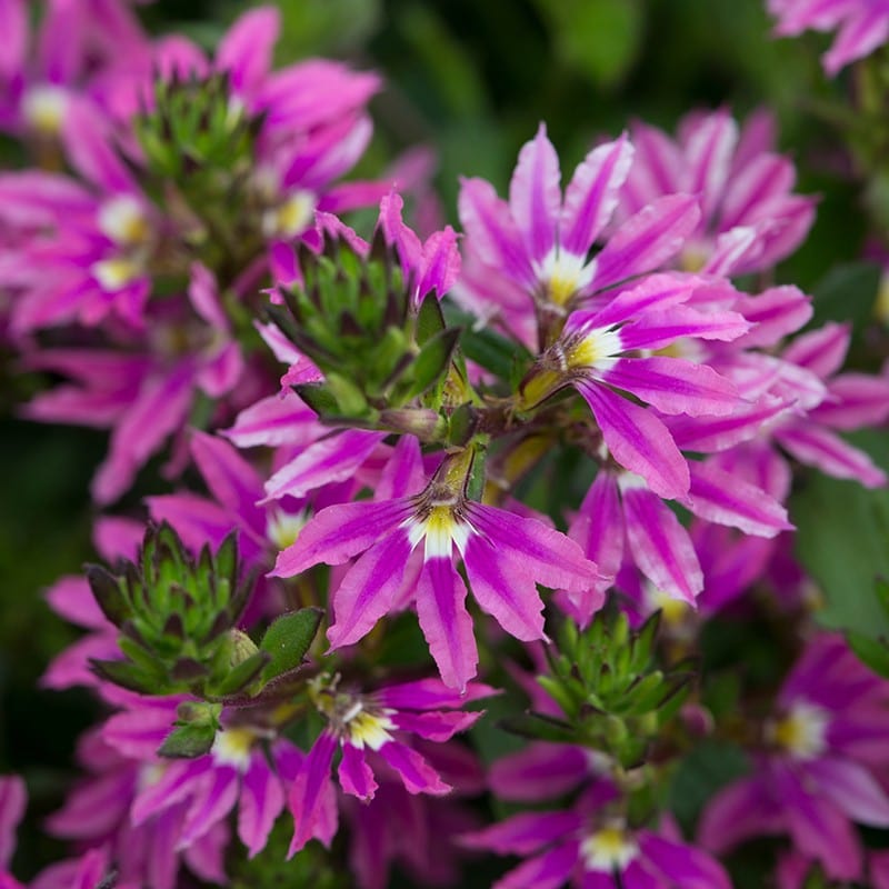 3 x 9cm potted plant Scaevola Surdiva Fashion Pink