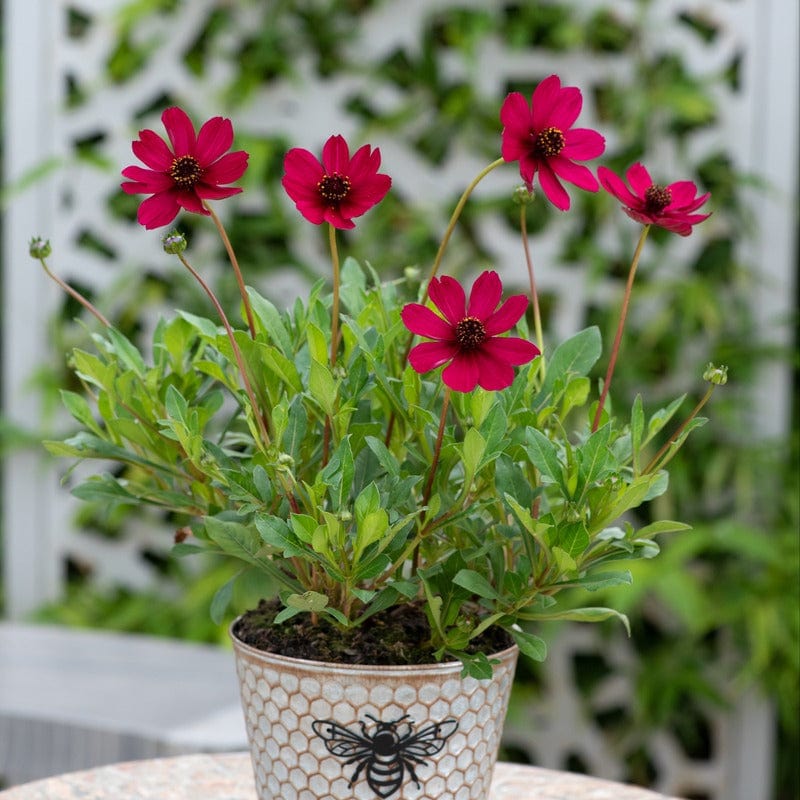 3 Young Plant Cosmos Cherry Chocolate Plants