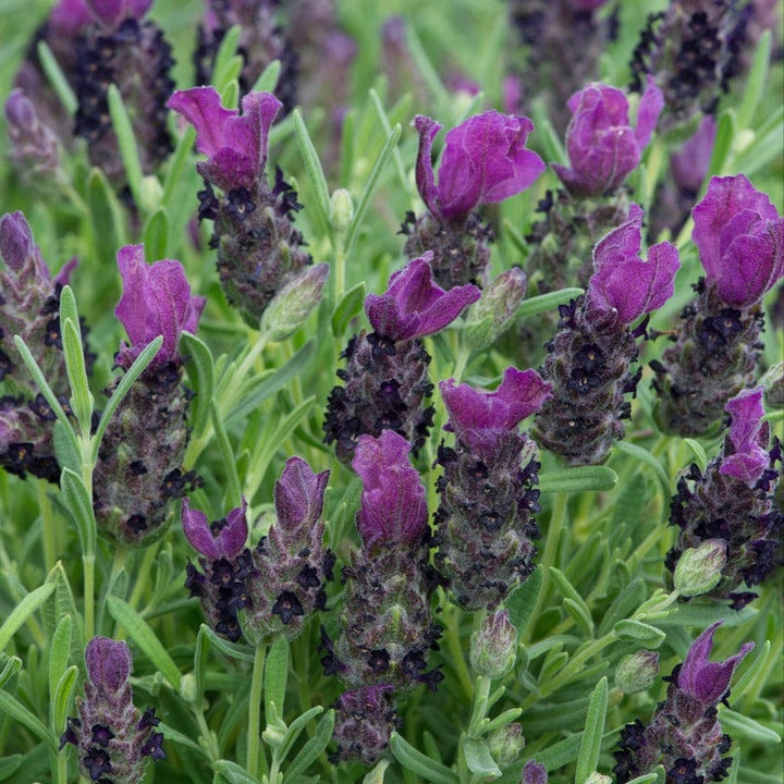 3 Young Plant Lavandula Stoechas (French) Deep Purple