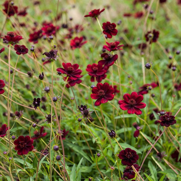 3 Young Plants Cosmos atrosanguineus Chocamocha