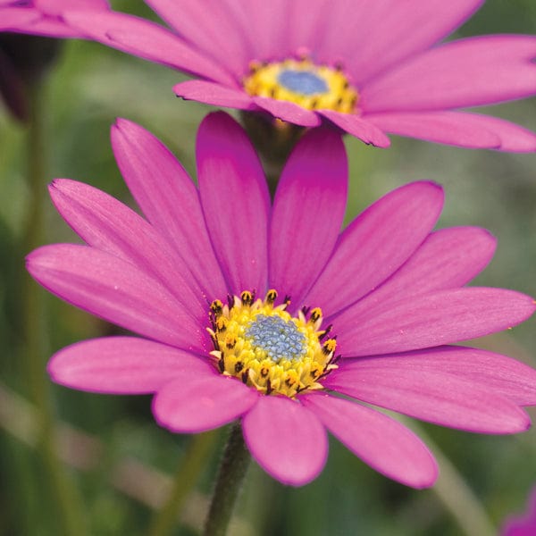 3 Young Plants Osteospermum In the Pink
