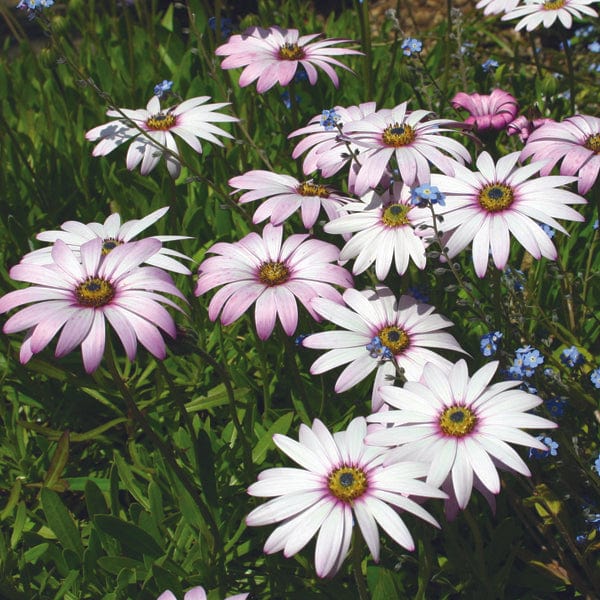 3 Young Plants Osteospermum Lady Leitrim