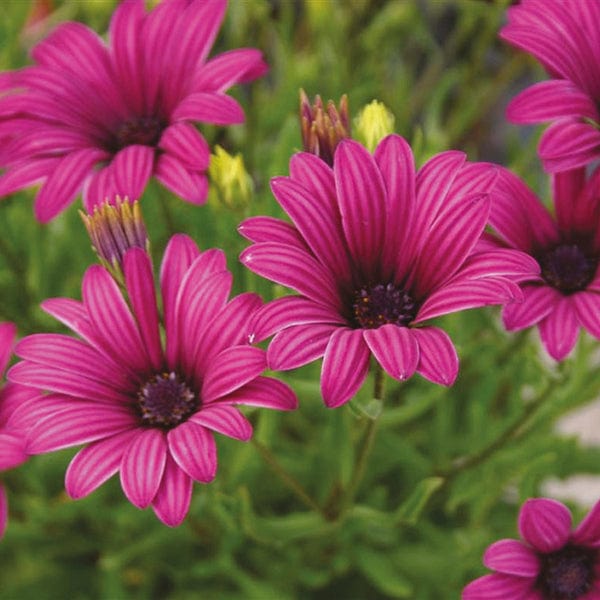 3 Young Plants Osteospermum Tresco Purple