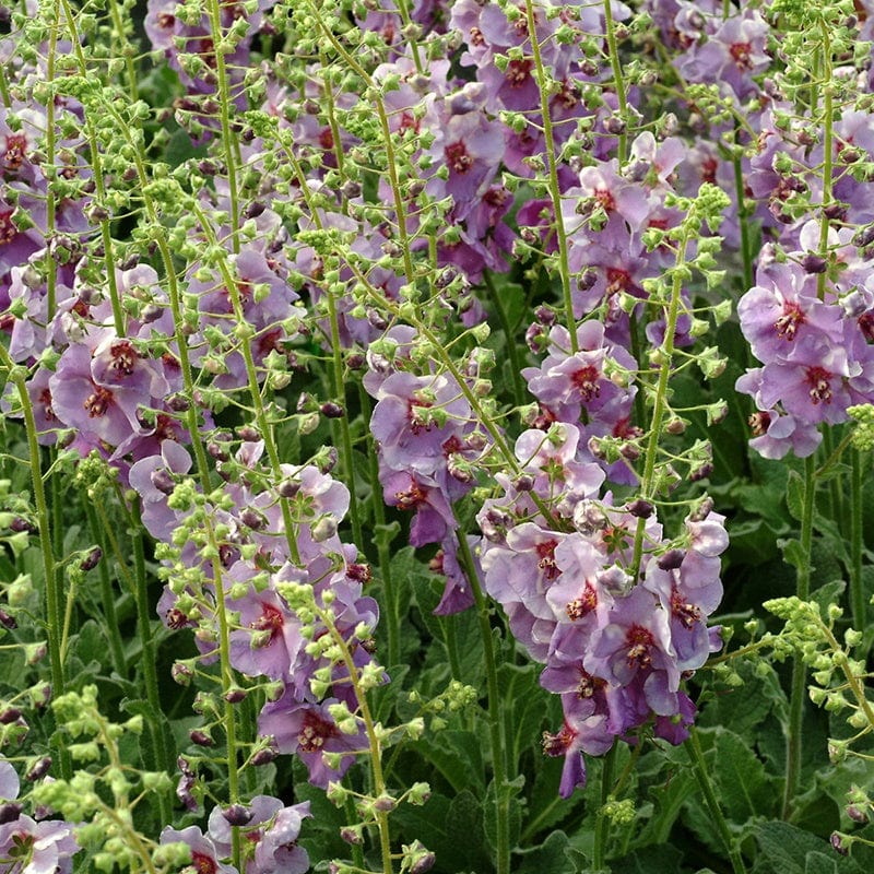 3 Young Plants Verbascum Sugar Plum