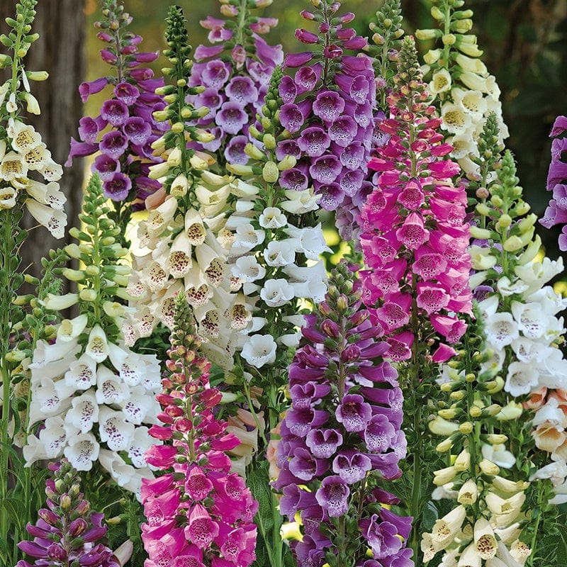 30 garden ready plants (EARLY) Digitalis Dalmatian Mixed F1