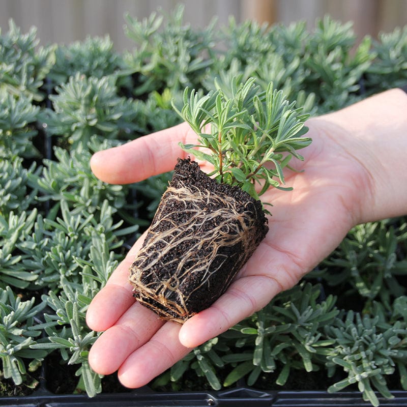 30 garden ready plants Lavender angustifolia Hidcote