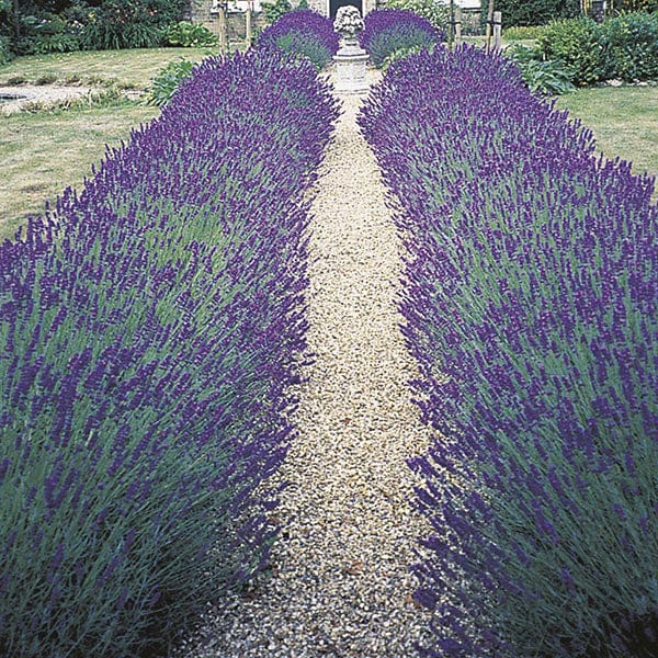 30 garden ready plants Lavender angustifolia Hidcote